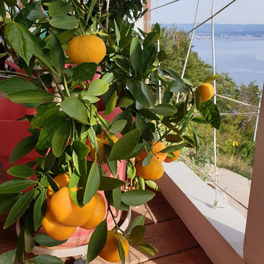 Mary'S Garden Villa Tulisevica Exteriör bild